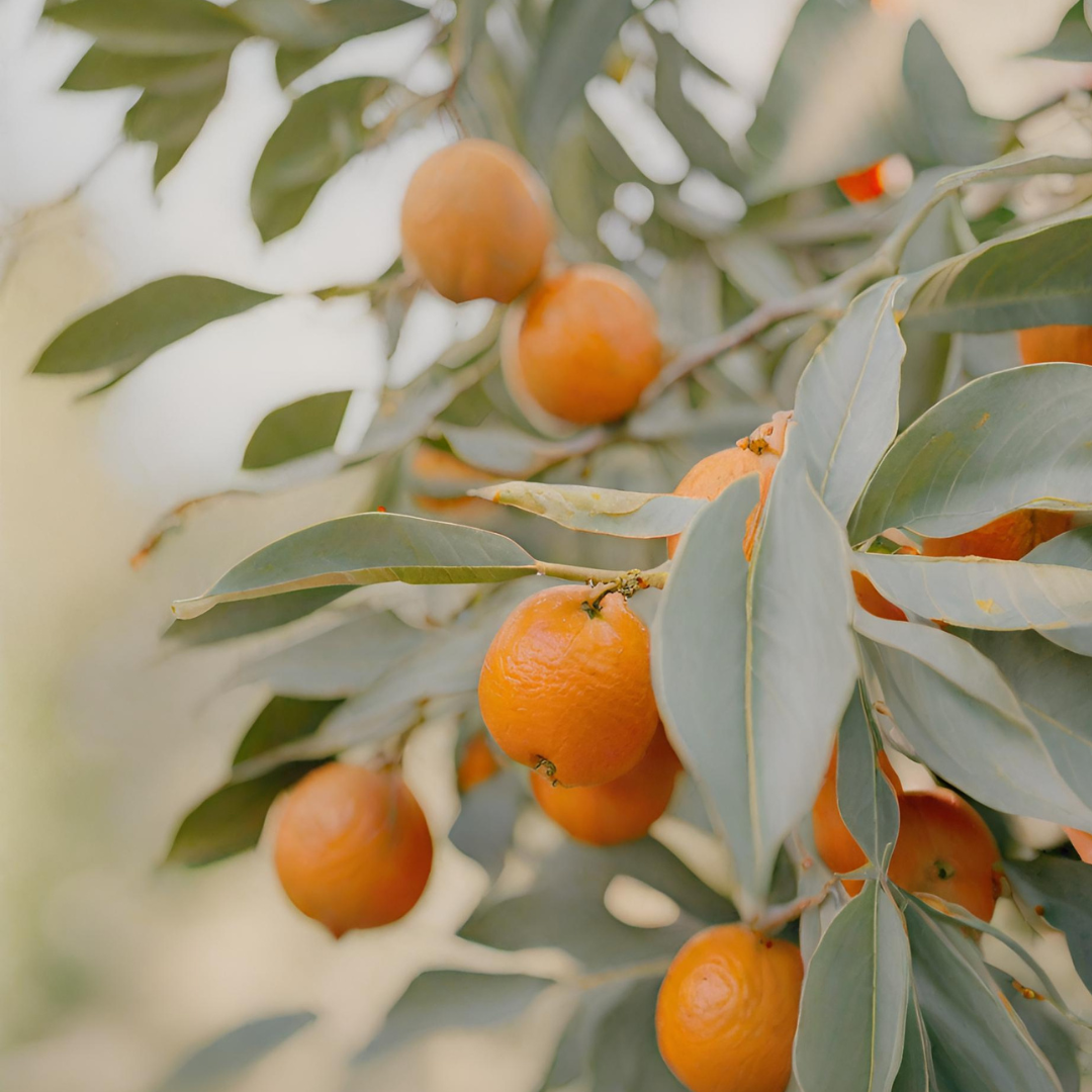 Orchard Breeze Diffuser — Fresh Citrus Natural Home Fragrance