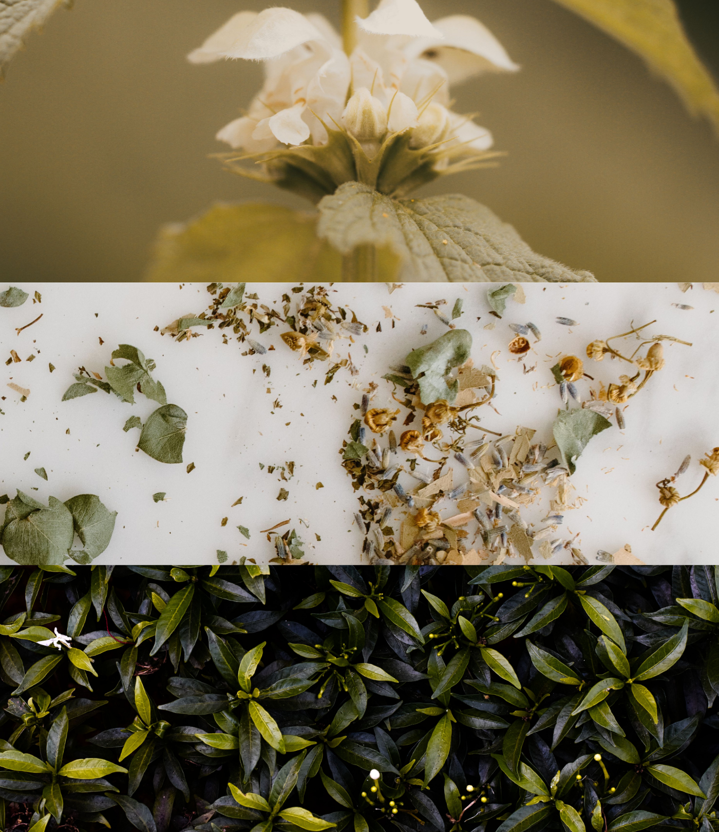 Creek Soy Wax Candle : The Evergreen Collection – Fresh Green Citrusy Natural Home Fragrance