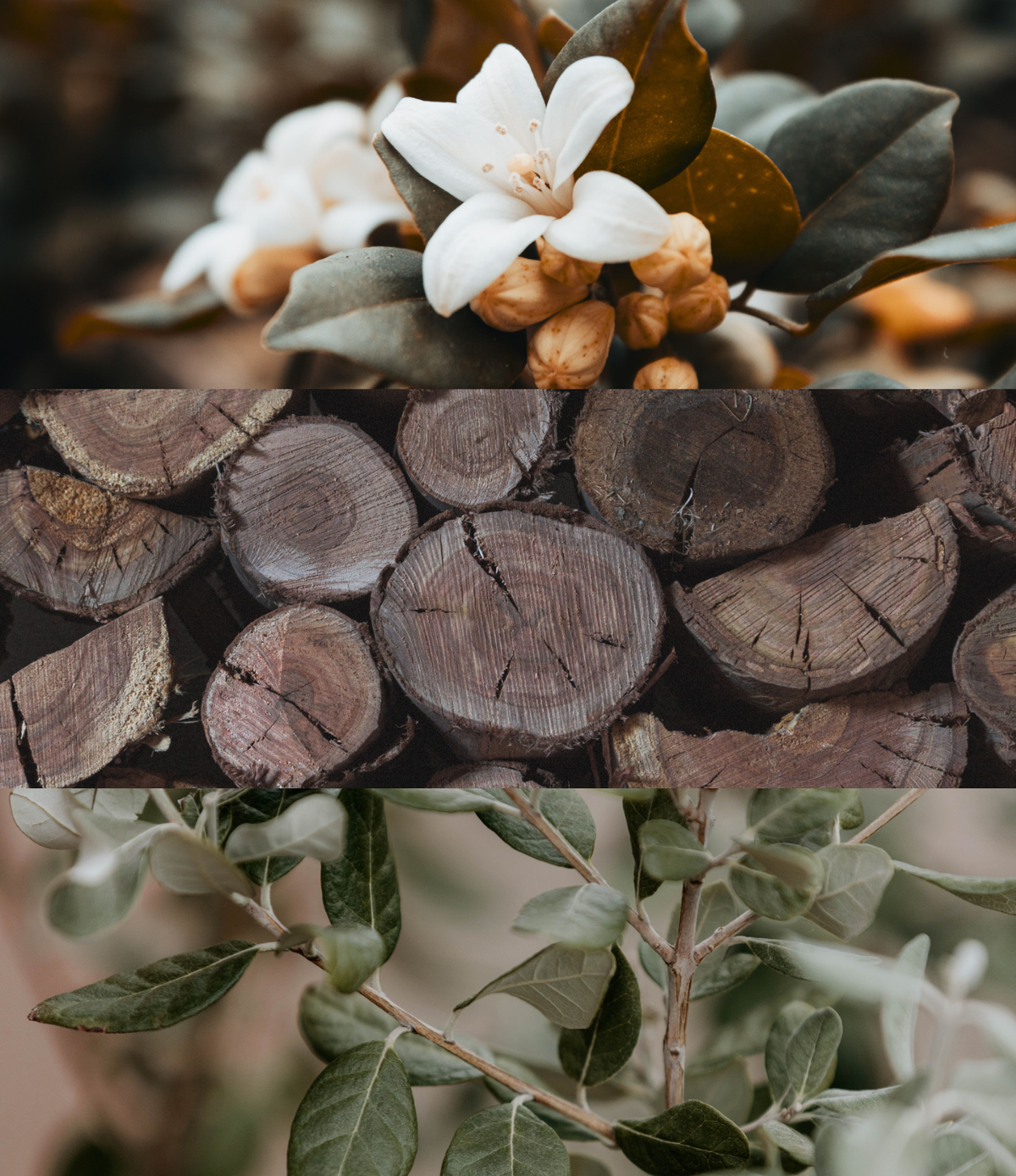 Hurst Forest Soy Wax Candle – Woodland Natural Home Fragrance