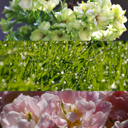Lawn:The Evergreen Collection Wax Pebbles - Crisp Fresh Grass Soy Wax Melts Natural Home Fragrance