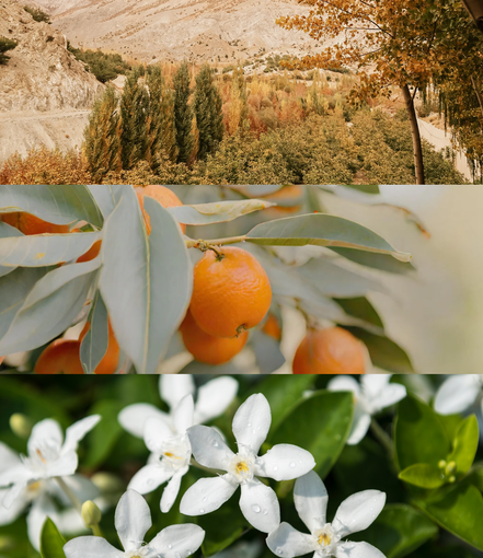 Orchard Breeze Wax Pebbles — Fresh Citrus Natural Wax Melts