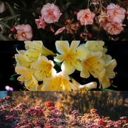 Wild Bloom Soy Wax Candle — Fresh Floral Natural Home Fragrance