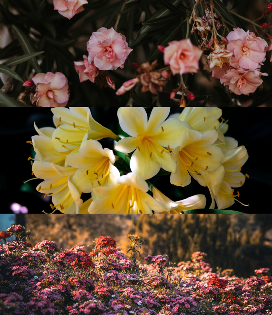 Wild Bloom Room Spray – Fresh Floral Natural Home Fragrance for Uplifting Spaces
